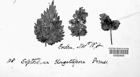 Septonema elongatispora image